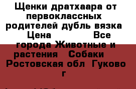 Щенки дратхаара от первоклассных  родителей(дубль вязка) › Цена ­ 22 000 - Все города Животные и растения » Собаки   . Ростовская обл.,Гуково г.